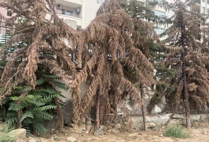 Qurumuş ağacların yerinə yeniləri əkilib