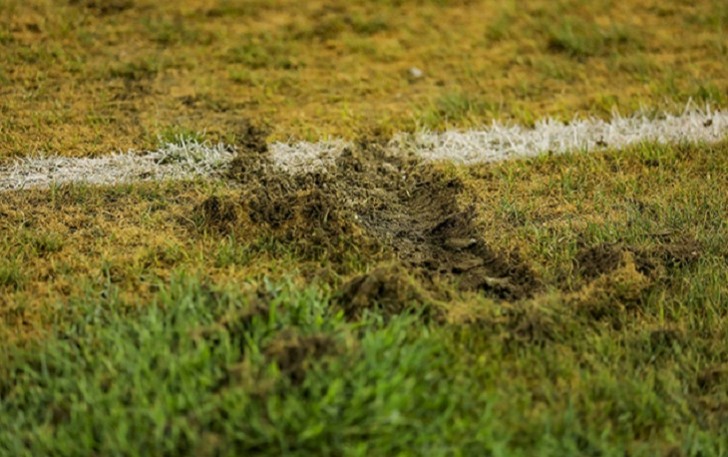 “Stadionun rəhbəri kimi ot örtüyü haqda qərar vermək səlahiyyətim yoxdur”