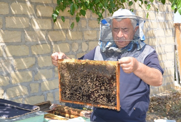 Arıların məhsuldarlığını artıracaq qurğunun sınaqları uğurlu olub