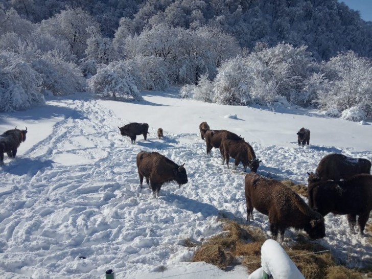 Göygöl, Şahdağ, Altıağac Milli Parklarından qar görüntüləri -