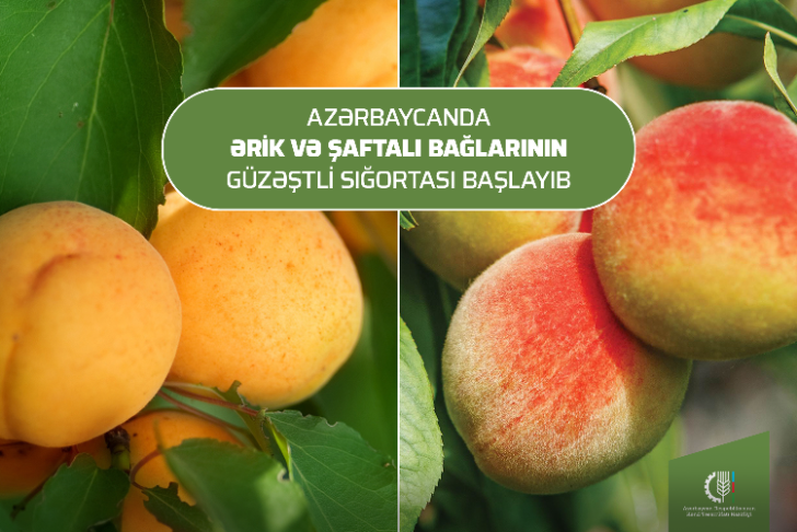 Azərbaycanda ərik və şaftalı bağlarının güzəştli sığortası başlayıb