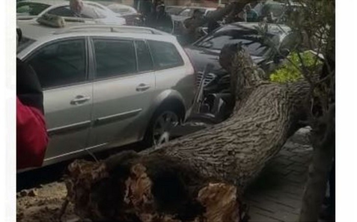 Güclü külək Bakıda nəhəng ağacı avtomobillərin üzərinə aşırıb