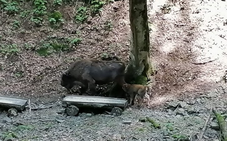 Şahdağ Milli Parkında daha bir zubr balası dünyaya gəlib