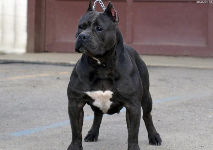 Azərbaycanda polisin üzərinə “pitbull” qısqırdan şəxslər həbs edildi