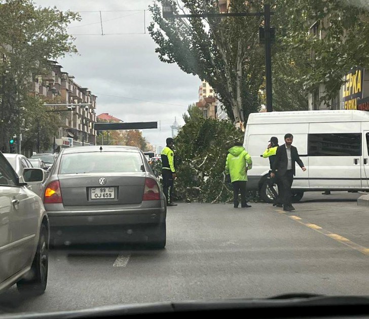 Bakının mərkəzində böyük ağac aşdı -