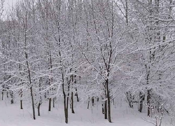 Qarlı hava meşə əkinlərinə müsbət təsir göstərib