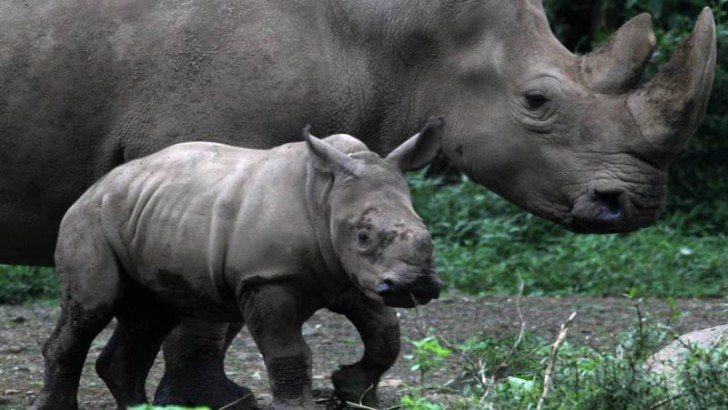 Zooparkda kərgədan öz baxıcısını öldürdü