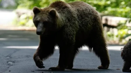 Rusiyada ayı hücumuna məruz qalan şəxs öldü