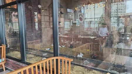 “Kolorit”də heyvanlar qanunsuz saxlanılırmış -