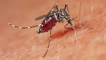 Dünyada ağcaqanadın heç vaxt görünmədiyi ölkədə ağcaqanadlar müşahidə edilib