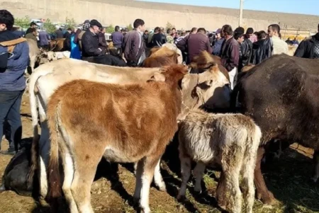Bu heyvan bazarları fəaliyyət göstərməyəcək -