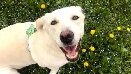 Golden retriever itləri insanlarla bənzər genlərə malikdirlər - Araşdırma