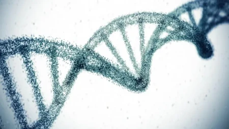 Genetik faktorların ömür uzunluğuna təsiri təxminlərdən daha yüksəkdir