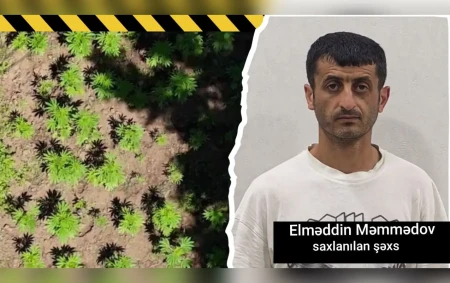 Hirkan Milli Parkında narkoplantasiya aşkarlandı