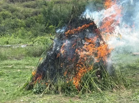 Laçında 2 tondan artıq çətənə kolu məhv edildi