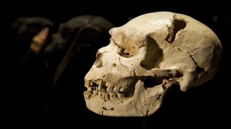 Kəllə sümüyündə beyni qoruyan yeni immun müdafiə orqanı aşkarlandı